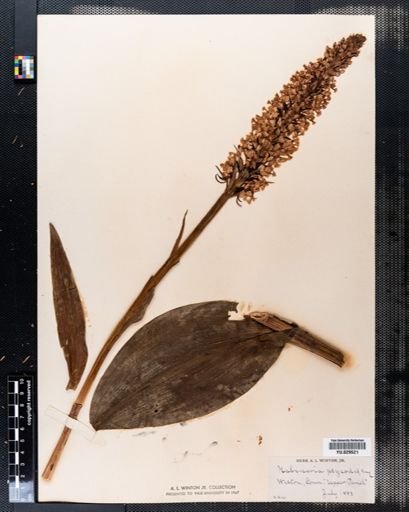 Habenaria psycodes