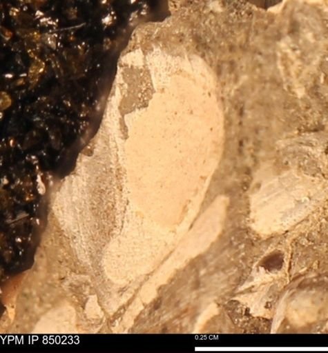 undet. Ammonoidea