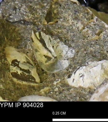 Corbulamella?