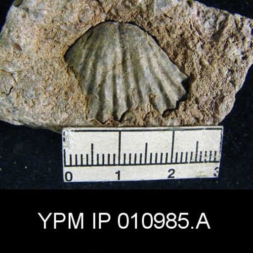 Meekella difficilis