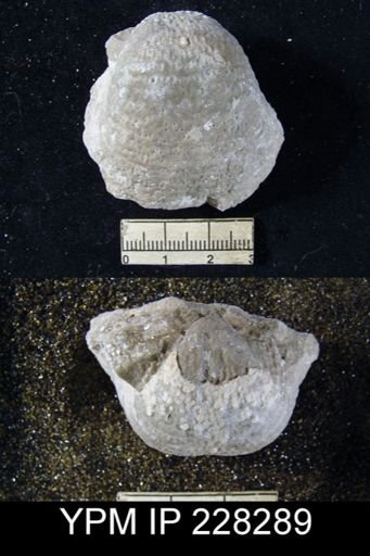 Pustula sp.