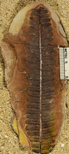 Pecopteris