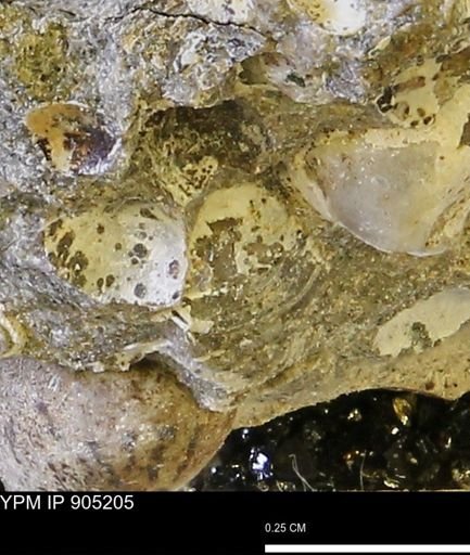 Corbulamella?