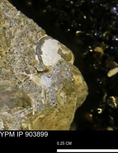 Corbulamella sp.