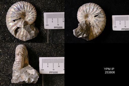 Hoploscaphites sp.