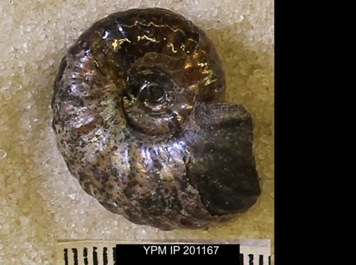Hoploscaphites comprimus