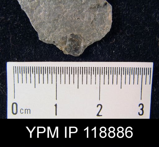Schizocrania megumaensis