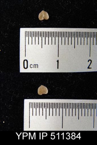 undet. Orthida