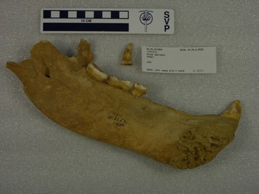 Ursus spelaeus