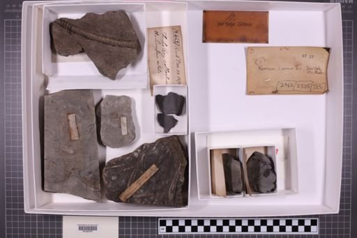 mixed taxa, stratigraphic collection