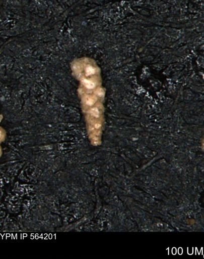 Verneuilina canadensis
