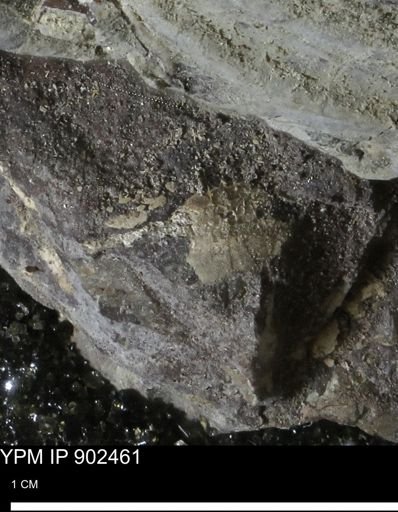 undet. Mollusca