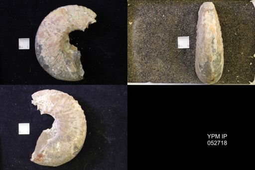Jeletzkytes nebrascensis