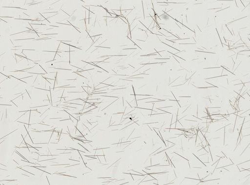 Clathria (Microciona) sp.