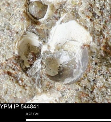 Corbulamella gregaria