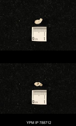 taxon undetermined