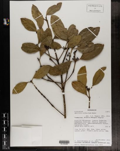 Plantae
