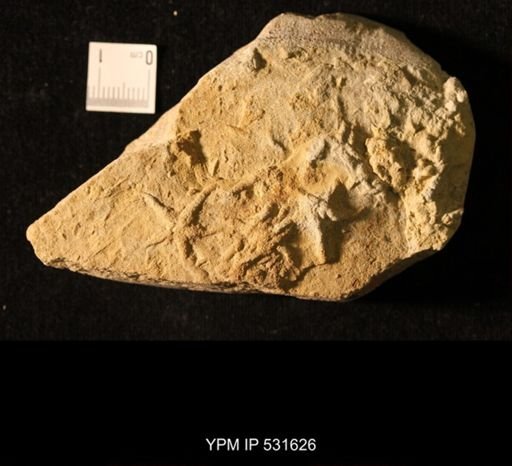 Urasterella?