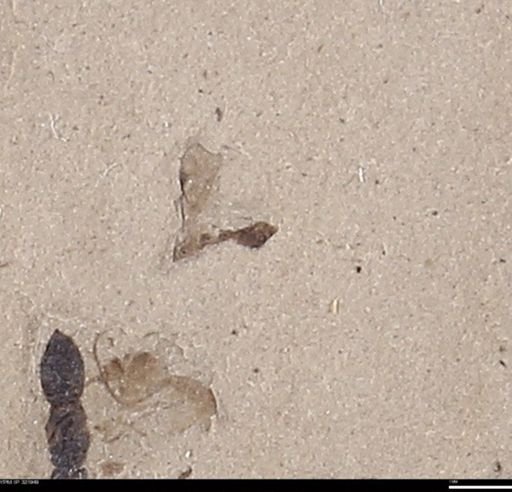undet. Hymenoptera