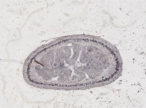 Lineus viridis