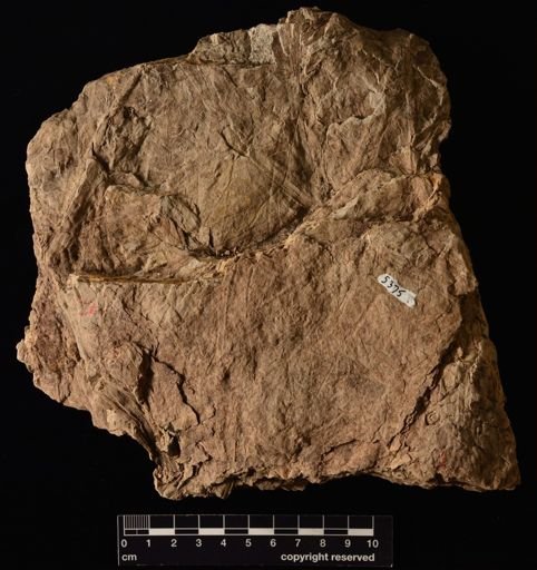 Cladophlebis sp.