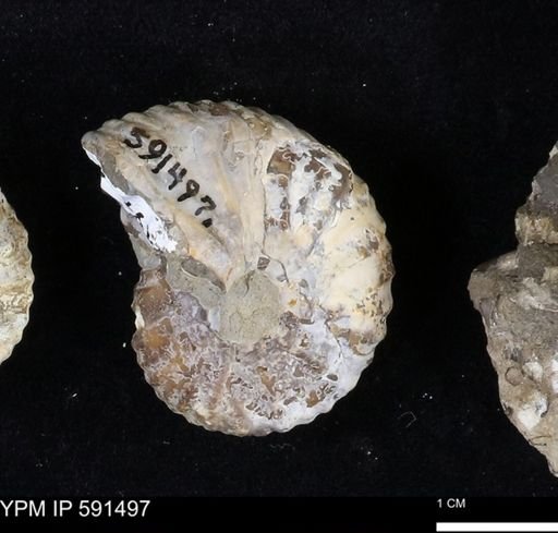 Hoploscaphites