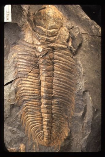 Paradoxides bohemicus