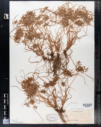 Cyperus filicinus