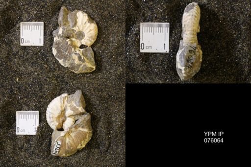Hoploscaphites birkelundi