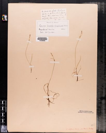 Carex deflexa