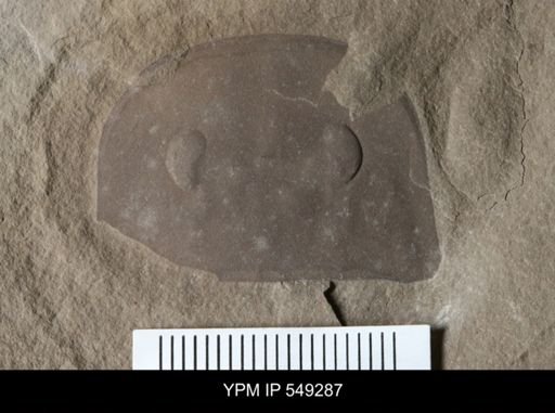 Eurypterus