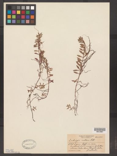 Ludwigia natans