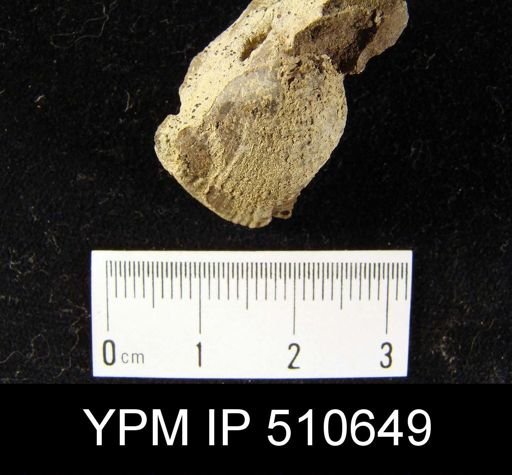 Atrypa sp.
