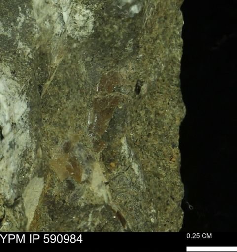 undet. Bivalvia