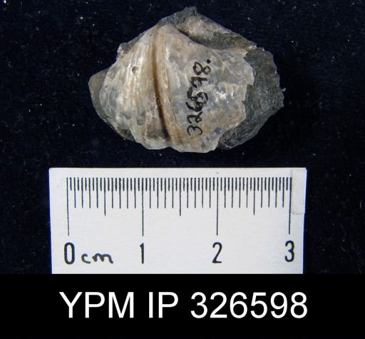 Spirifer sp.