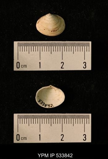 Macoma calcarea