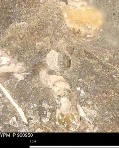 undet. Mollusca