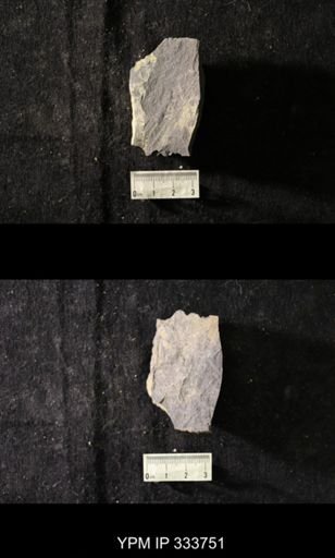 undet. Graptolithina