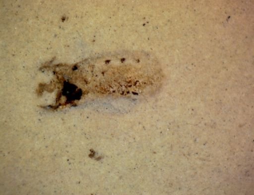 undet. Hexapoda