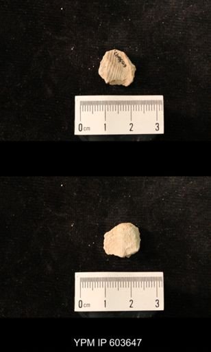 Productus cf. redesdalensis