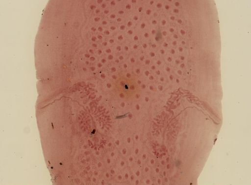 Dipylidium caninum
