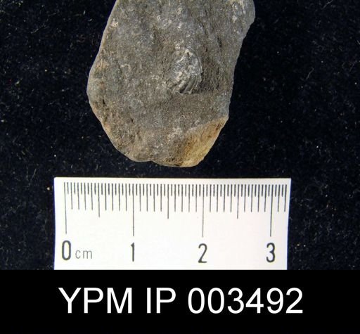 Hustedia mormoni