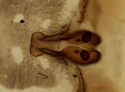 Araneae