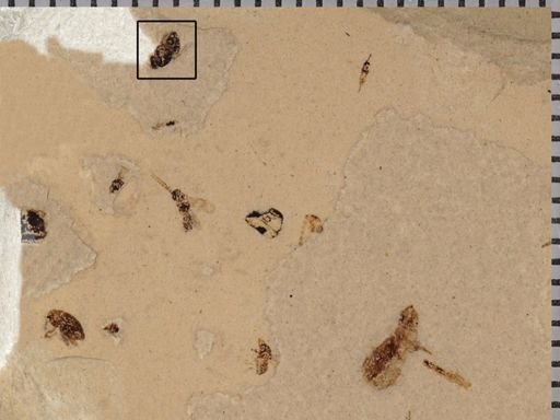 undet. Hymenoptera