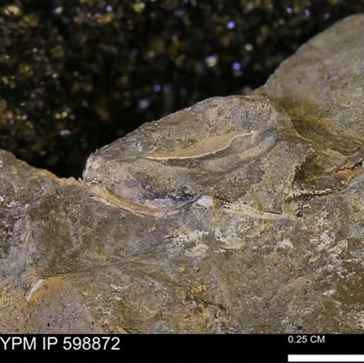 undet. Mollusca