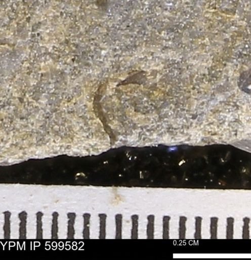 Protocardia subquadrata