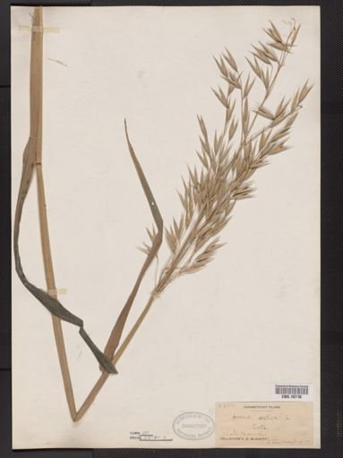 Avena sativa