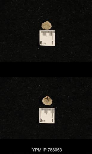 Brachiopoda