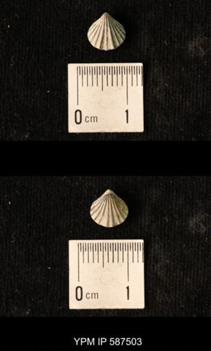 Camarotoechia whitei