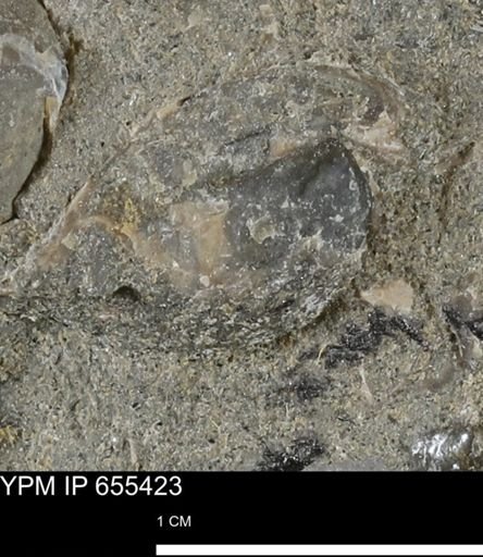 undet. Bivalvia